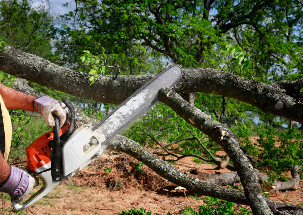 Best Hazardous Tree Removal  in Princeton, IL